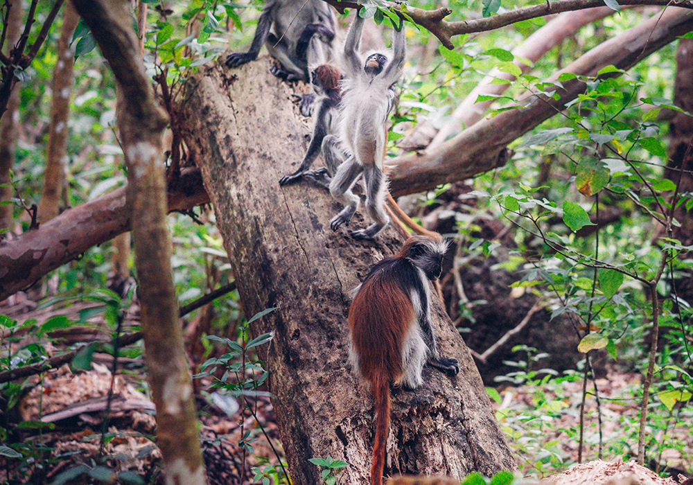 Jozani Forest Walking Tour